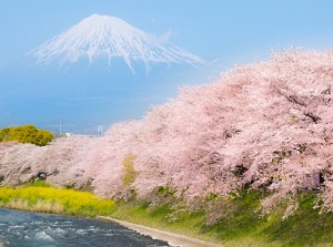 Mount Fuji and cherry blossoms