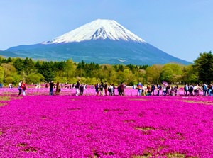 Fuji Motosuko Resort in spring