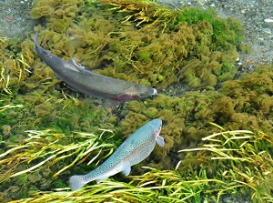 Fishes in a pond of Oshino-hakkai