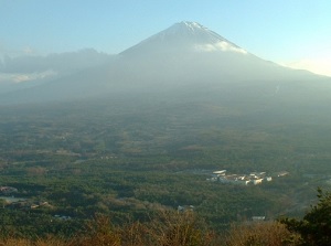 Aokigahara forest