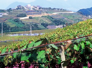 Katsunuma Grape Hill