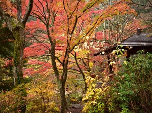 Tenkorin in autumn