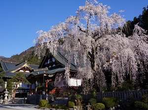 Soshidou and weeping cherry