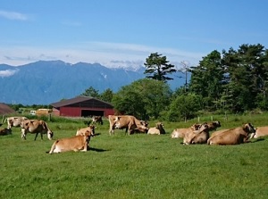 Farm in Yatsugatake