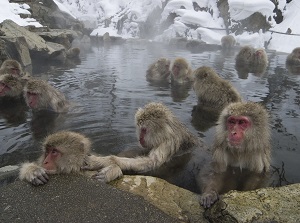 Monkeys in hot spring in winter
