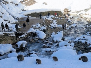 Monkeys around Jigokudani in winter