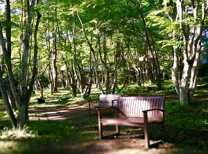 Forest in Karuizawa