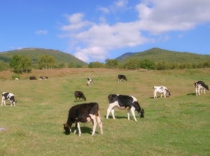 Pasture in Sugadaira
