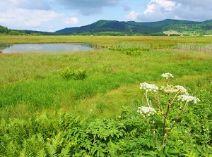 Yashimagahara marsh