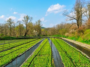 Wasabi field in Daio Wasabi Farm