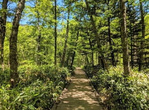 Walking trail in Kamikochi