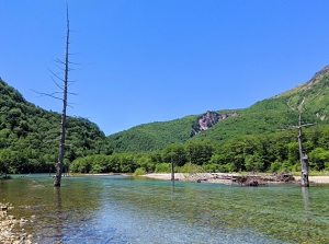 Withered trees in Taisho Pond