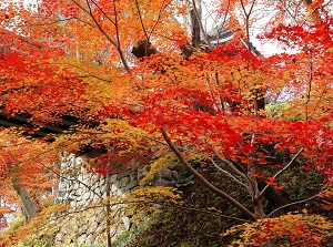 Colored maple in Takato Castle