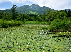 Imori pond in summer