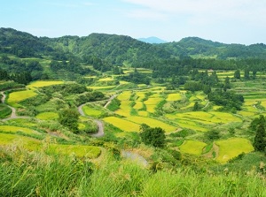 Hoshitoge Rice Terrace