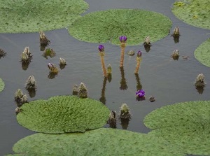 Gorgon plant in Fukushimagata