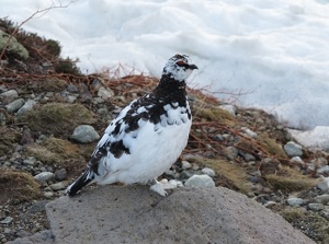 Ptarmigan in Mount Tateyama