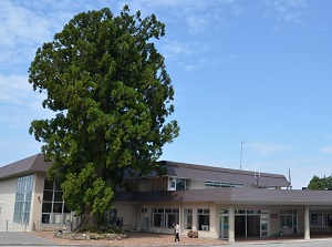 Bijo-sugi in front of Bijodaira station