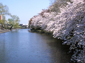 Takaoka Kojo Park in spring