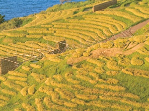 Shiroyone Senmaida in autumn