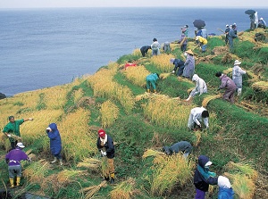 Harvesting in Shiroyone Senmaida