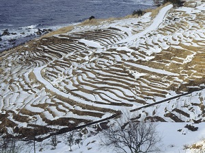 Shiroyone Senmaida in winter