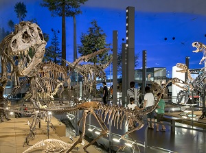 Inside of Dinosaur Museum