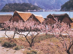 Ume trees and Funagoya