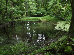 Mitarashi-ike pond of Heisenji Hakusan Shrine