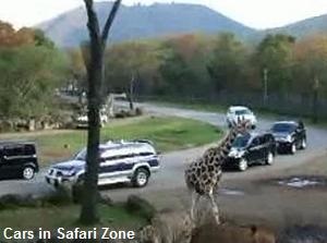 Cars in Safari Zone