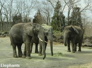 Elephants in Fuji Safari Park