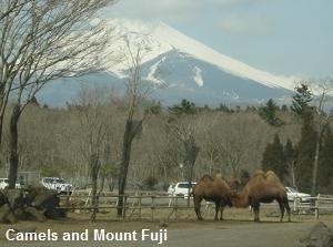Camels and Mt.Fuji in Fuji Safari Park
