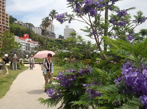 Jacaranda Promenade