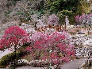 Atami Ume Tree Garden