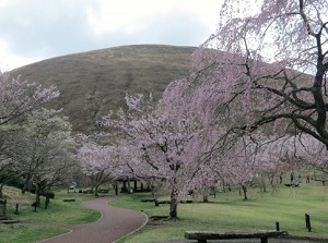 Sakura-no-sato