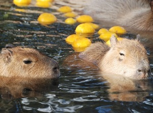 Capybaras in hot spring