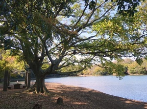 Lake Ippeki