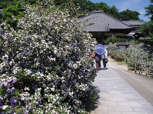 American jasmine by approach of Ryosenji