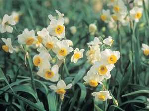 Community of narcissus in Tsumekizaki