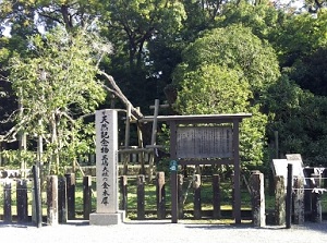 Kinmokusei tree in Mishima Taisha