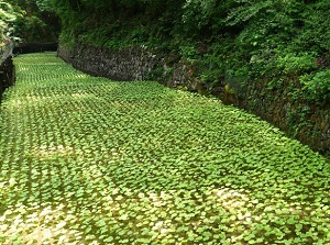 Wasabi field around Mount Amagi