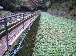 Wasabi field by Joren Falls