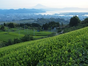 Tea farm around Nihondaira