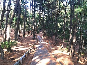 Path along old pine trees in Miho pine grove