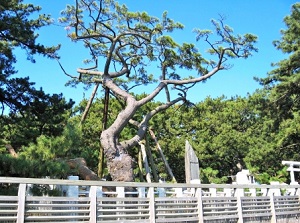 Pine tree of Hagoromo