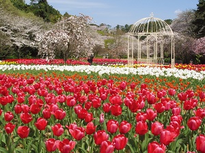 Hamamatsu Flower Park