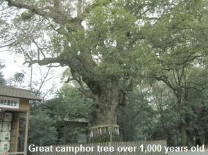 Great camphor tree over 1,000 years old in Atsuta Shrine