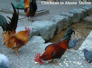 Chickens in Atsuta Shrine