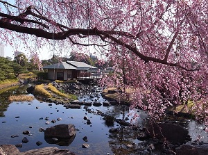 Shirotori Garden in spring