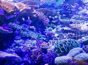 A fish tank in the aquarium